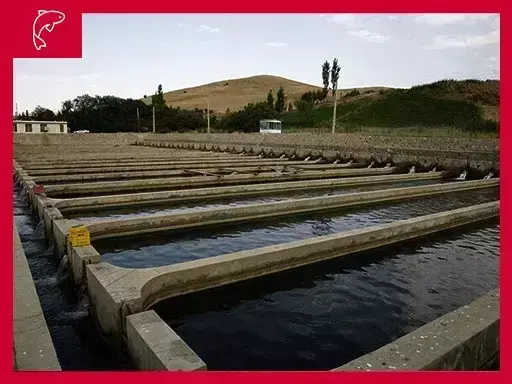 Fish breeding pond